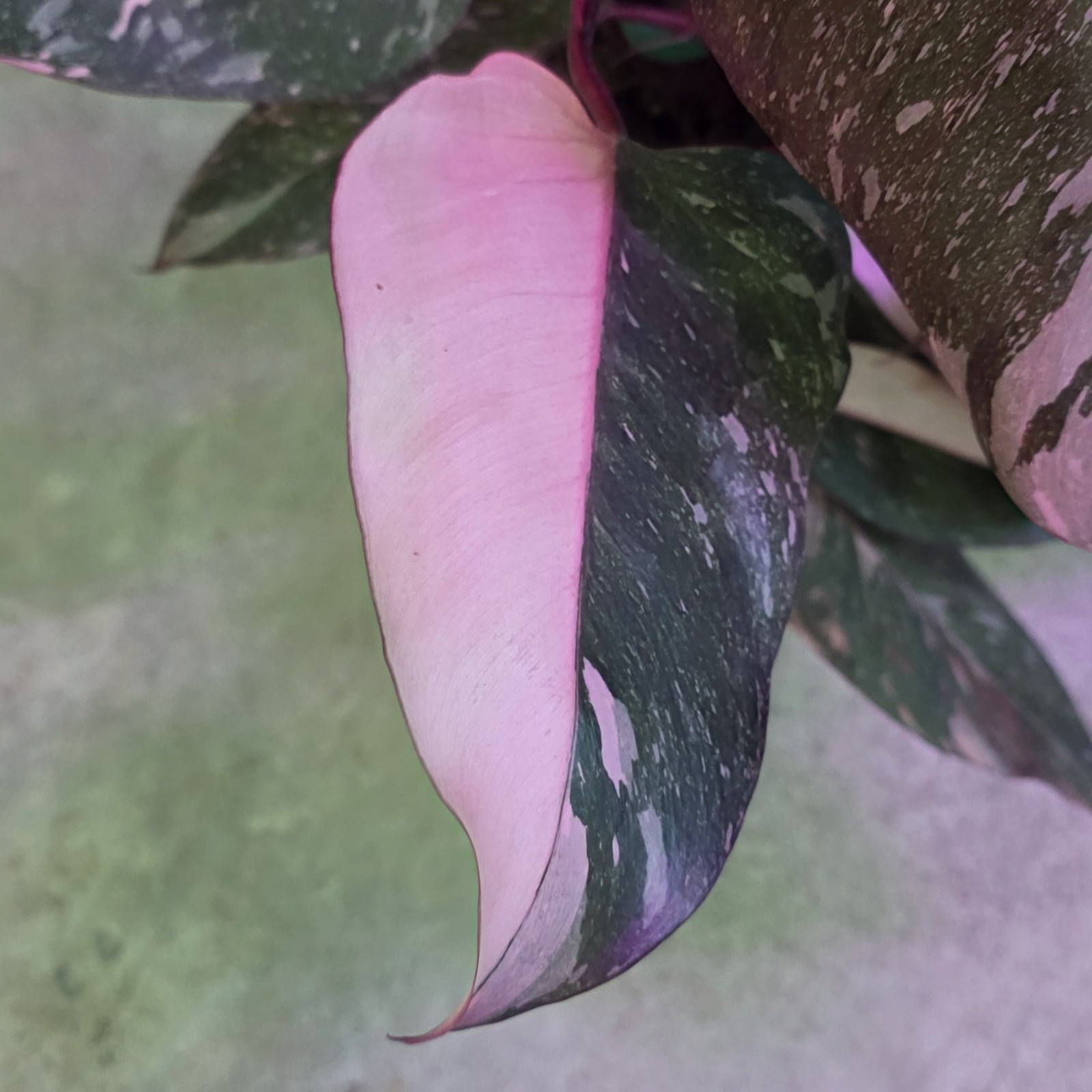 Pink Princess ‘Marble Galaxy’ 6 inch pot “Pick your 6″ pot from video”