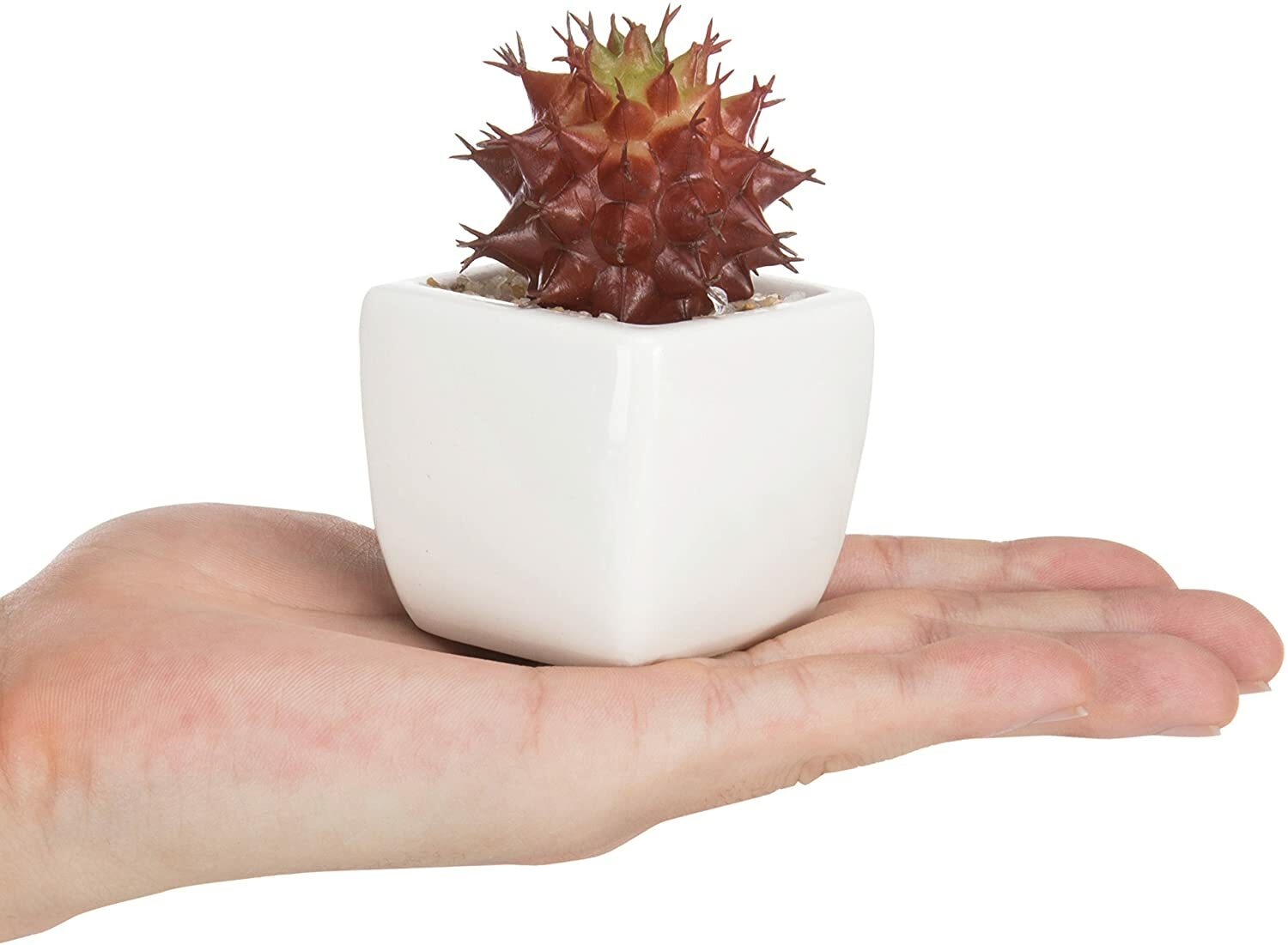 Red Artificial Succulent Plants in White Ceramic Pots, Plant Container, Set of 3