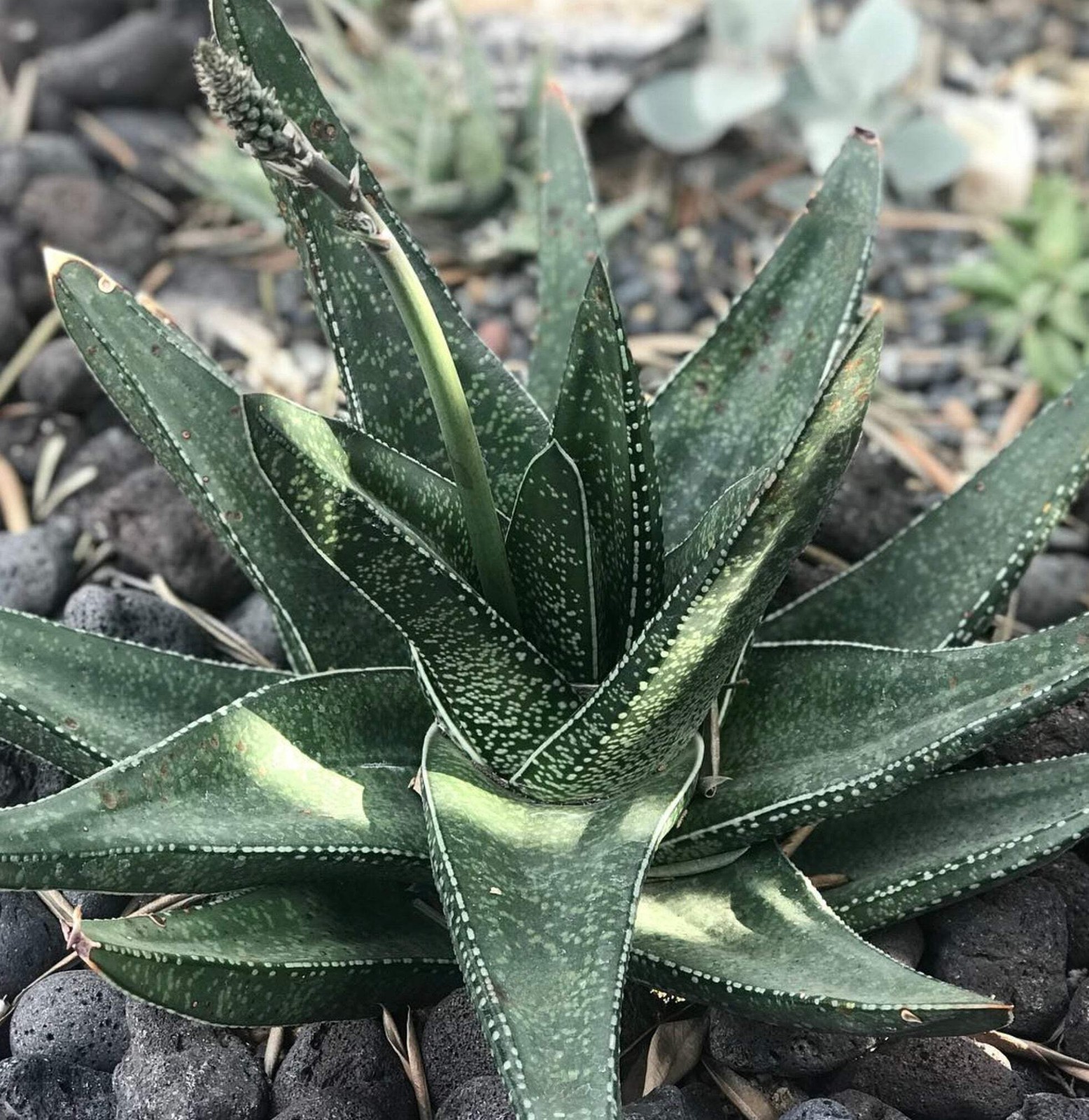 Gasteria acinacifolia 10 SEEDS – Cow tongue plant | Ox tongue