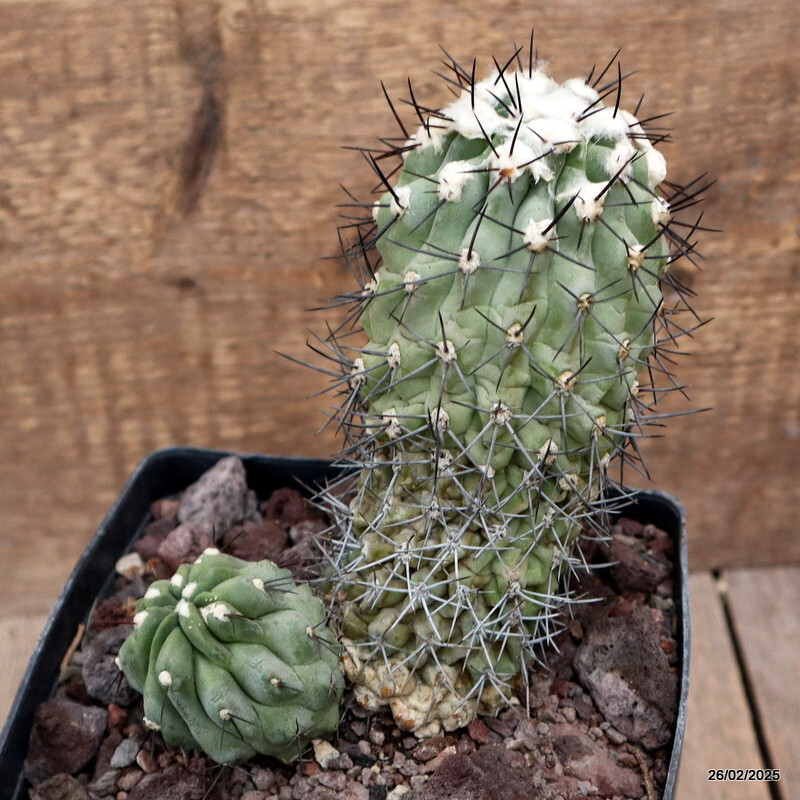 D3210 COPIAPOA CUCICENTRA pot14-H16-W13 cm MaMa Cactus