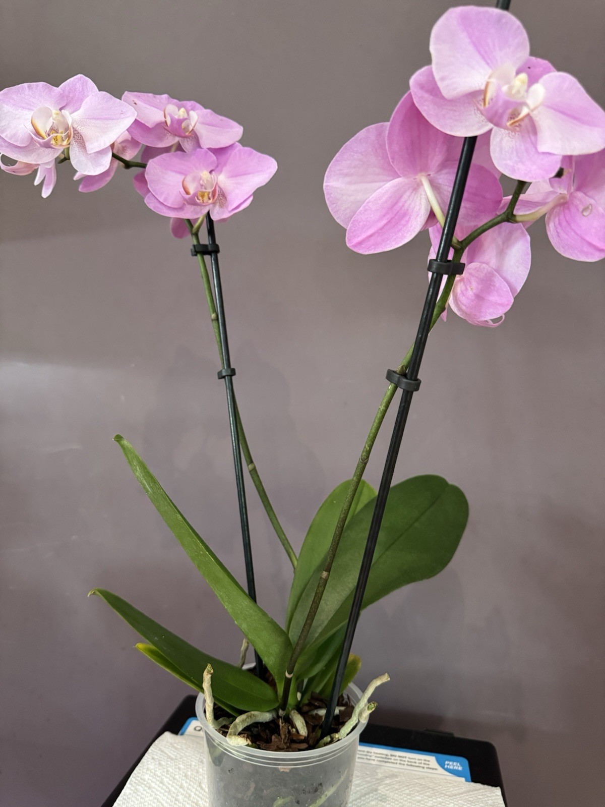 Beautiful phalaenopsis orchid plant In Full Bloom