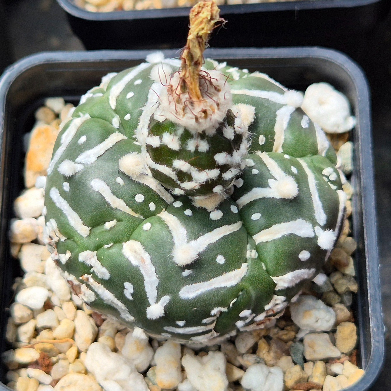 Astrophytum asterias ‘Super Kabuto’ V- tipe f.nudum 5 – ribs 10seeds 2025 year