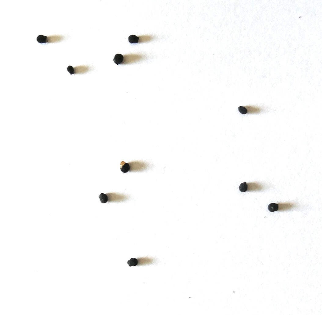 Echinocereus tayopensis SEEDS – Rare Cactus SEEDS