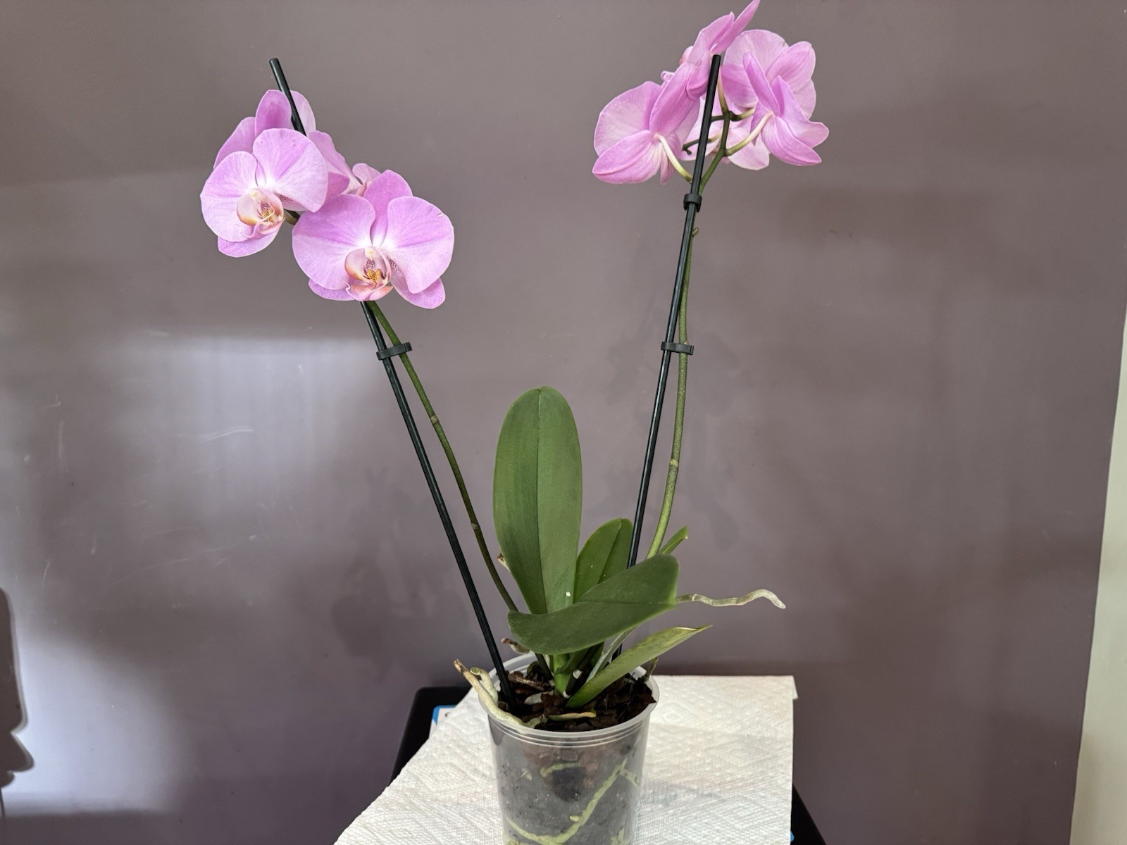 Beautiful phalaenopsis orchid plant In Full Bloom