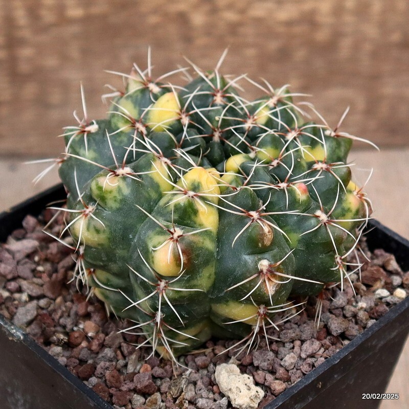 D588 GYMNOCALYCIUM BALDIANUM VARIEGATED pot10-H8-W9 cm MaMa Cactus