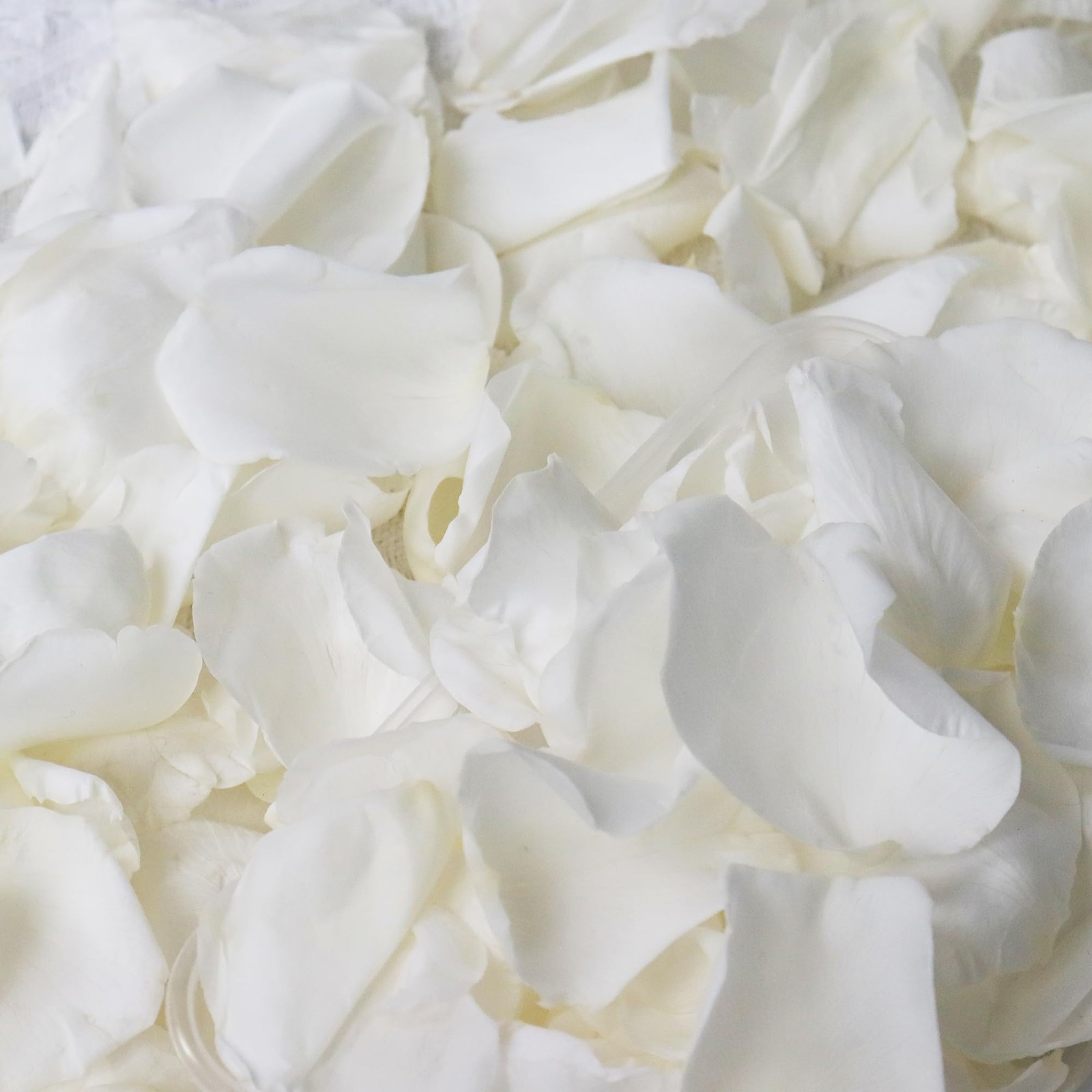 2.1oz Freeze Dried Real White Rose Flower Petal Preserved Confetti Centerpiece