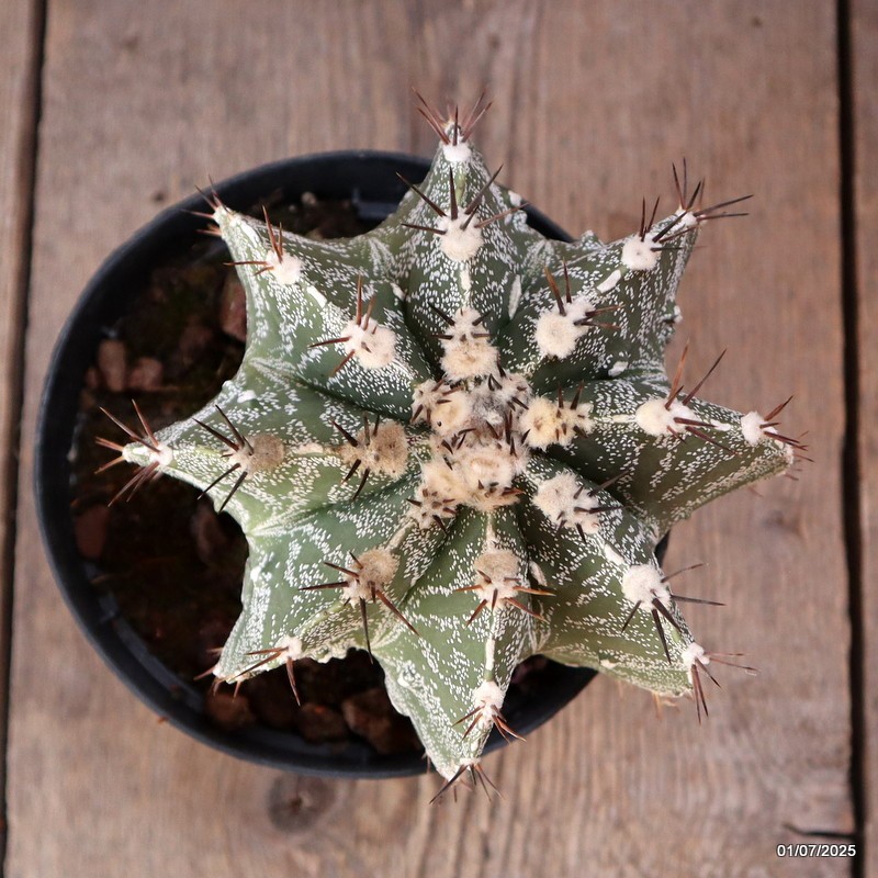 D4959 ASTROPHYTUM ORNATUM pot14-H13-W14 cm MaMa Cactus