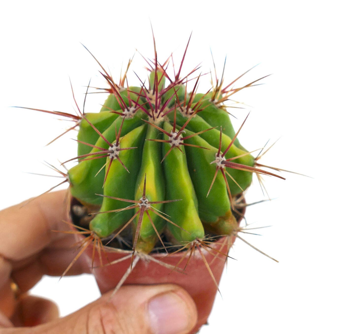 Ferocactus stainesii SLIGHTLY YELLOW body CN – Mexican fire barrel | Fire barrel