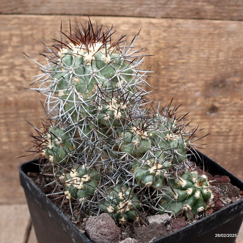 D3352 COPIAPOA STREPTOCAULON pot14-H14-W13 cm MaMa Cactus
