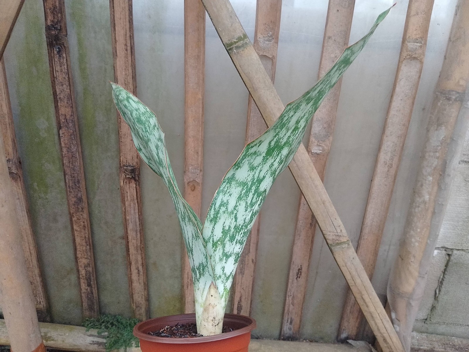Sansevieria Sp Mocuba Big Size Rare Snake Plant