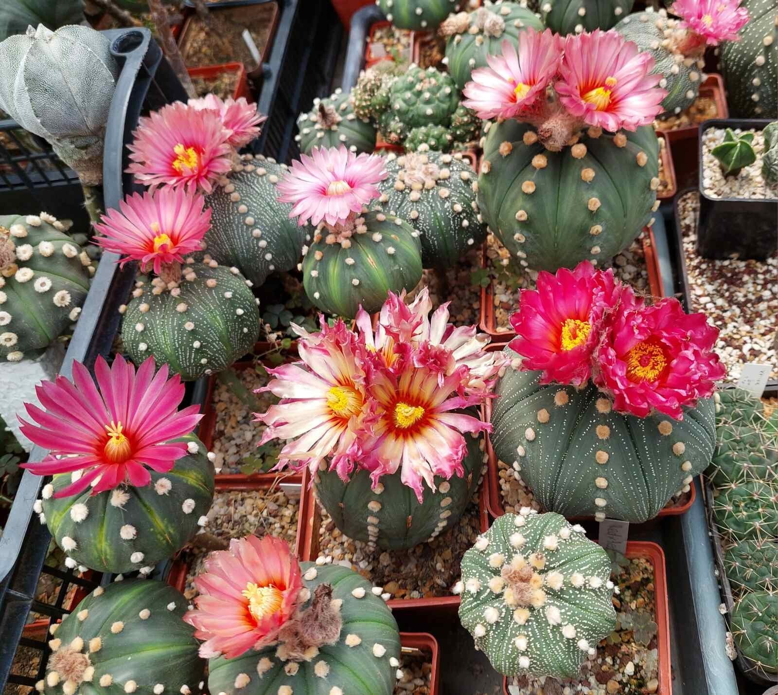 Astrophytum asterias ‘Akabana’ 100seeds harvest 2025
