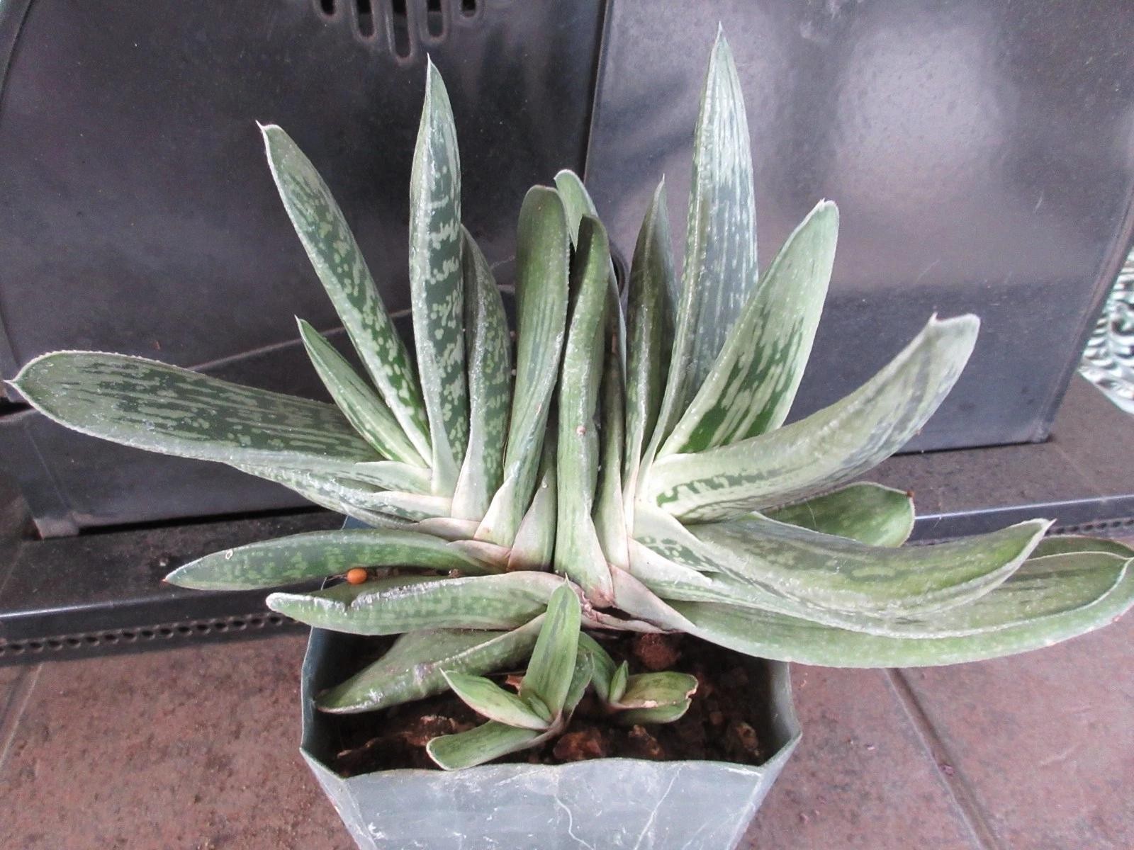 Gasteria Gracilis Gasteria Glomerata Succulent Cactus Plant