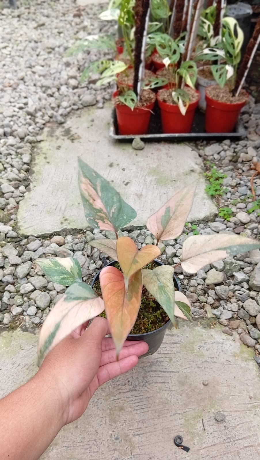 Real Picture Homalomena Pink Peach Diamond Variegated