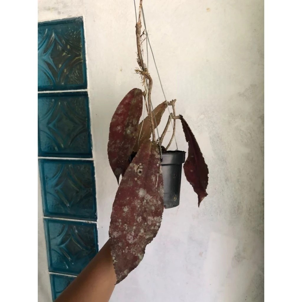 Hoya Undulata Red Rare Plant