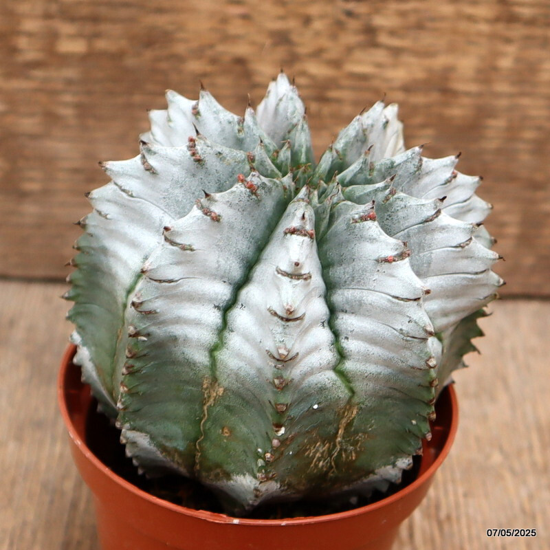 D3936 EUPHORBIA HORRIDA SNOWFLAKE pot8,5-H9-W9 cm MaMa Cactus