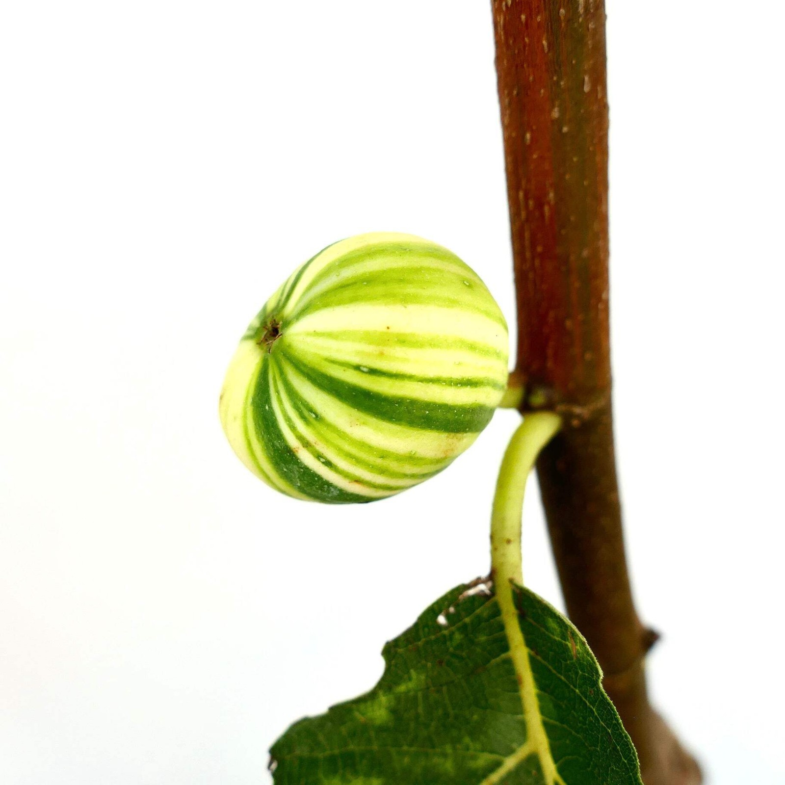 Ficus carica cv Panaché (Striped Fig) 80-100cm | Common fig | Edible fig – Commo
