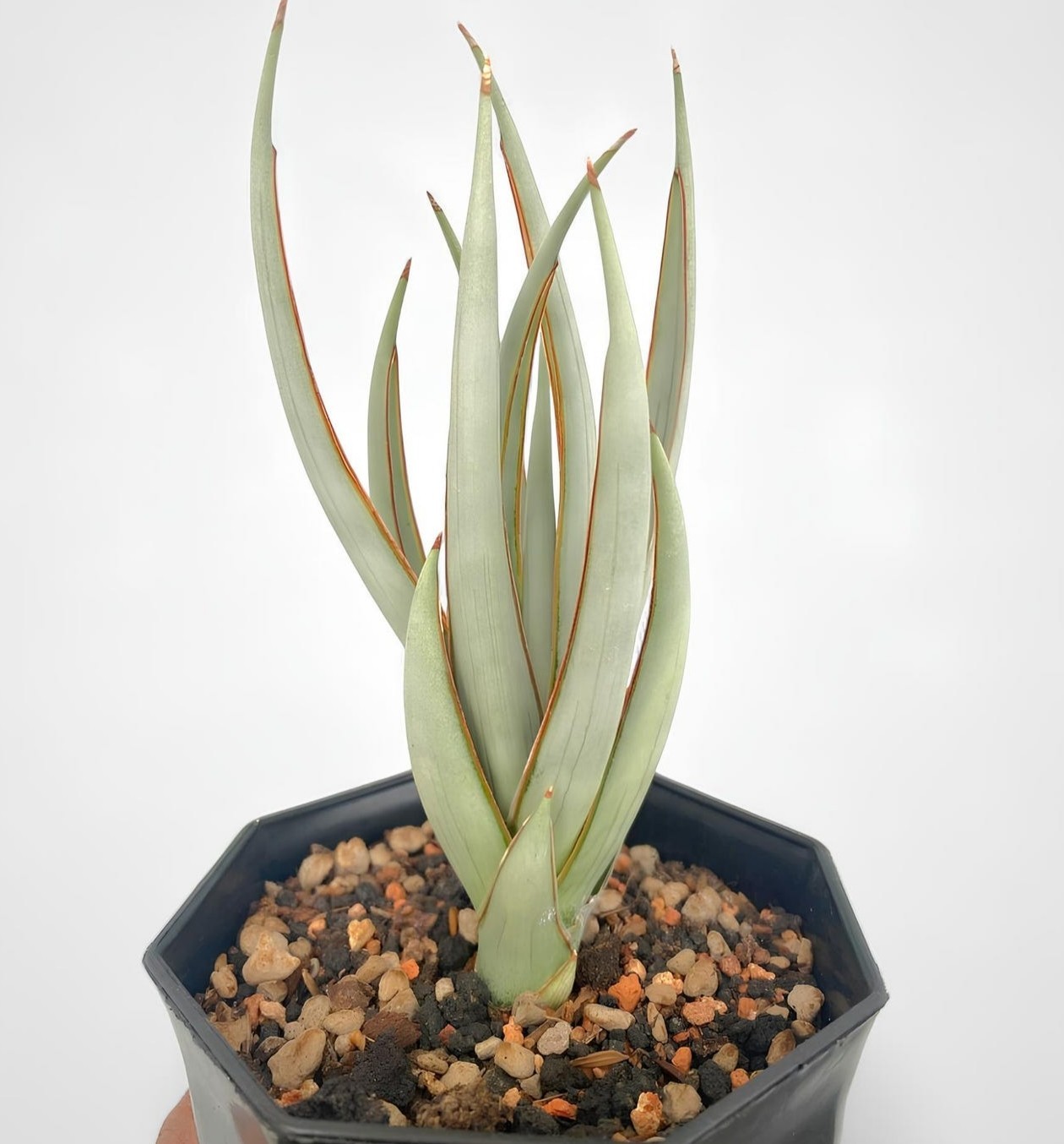 Sansevieria Swan Dancer Rare Snake Uniqe Plant