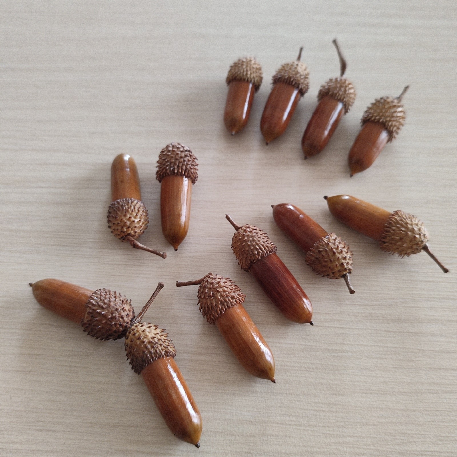 50 Pcs Hand Polished Real Dried Long And Thin Acorns | Natural Baked Acorns