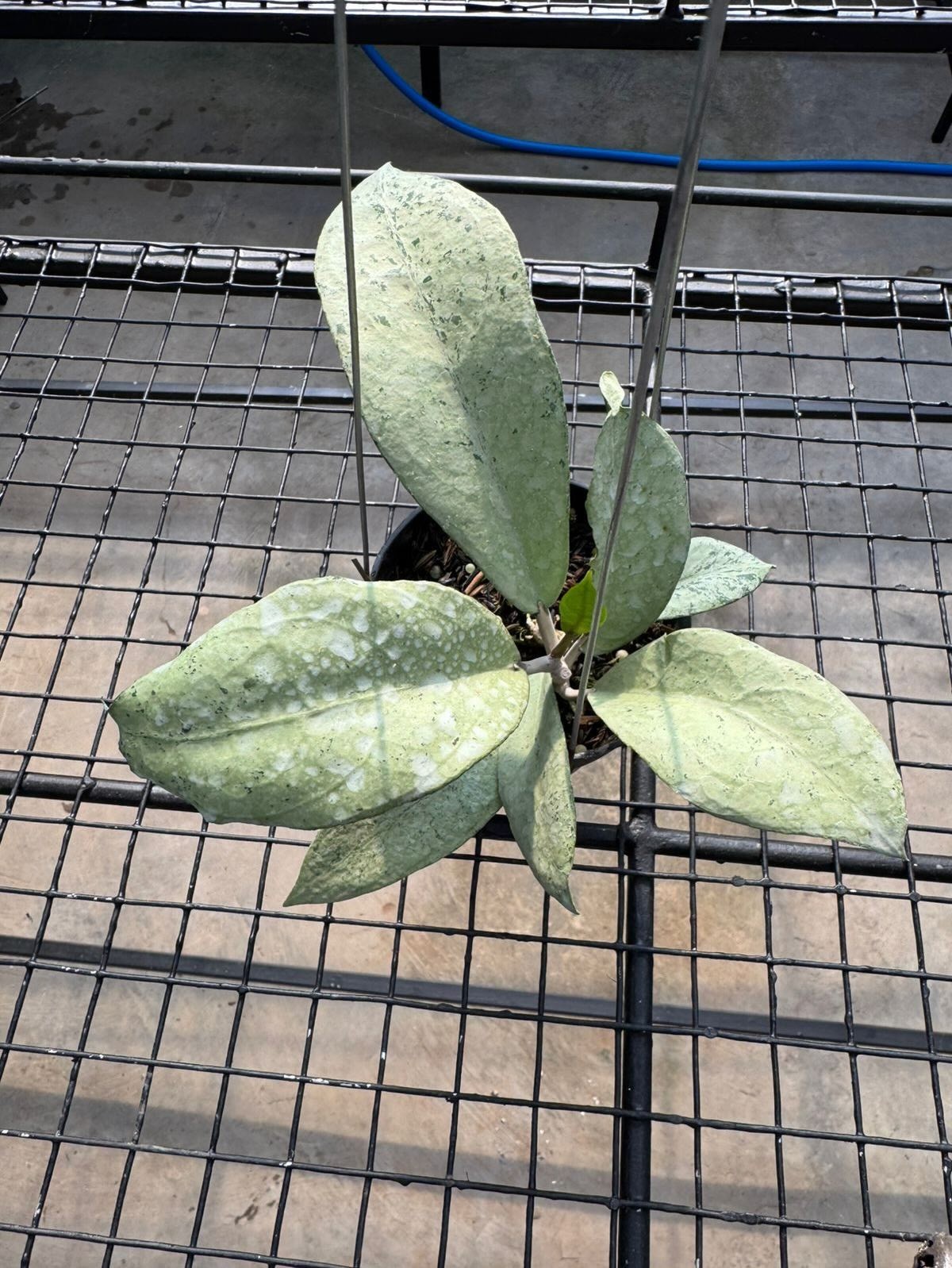 Hoya Emperor Silver ( AFF Clemensiorum ) Rare Tropical Indor Outdor Wax Plant