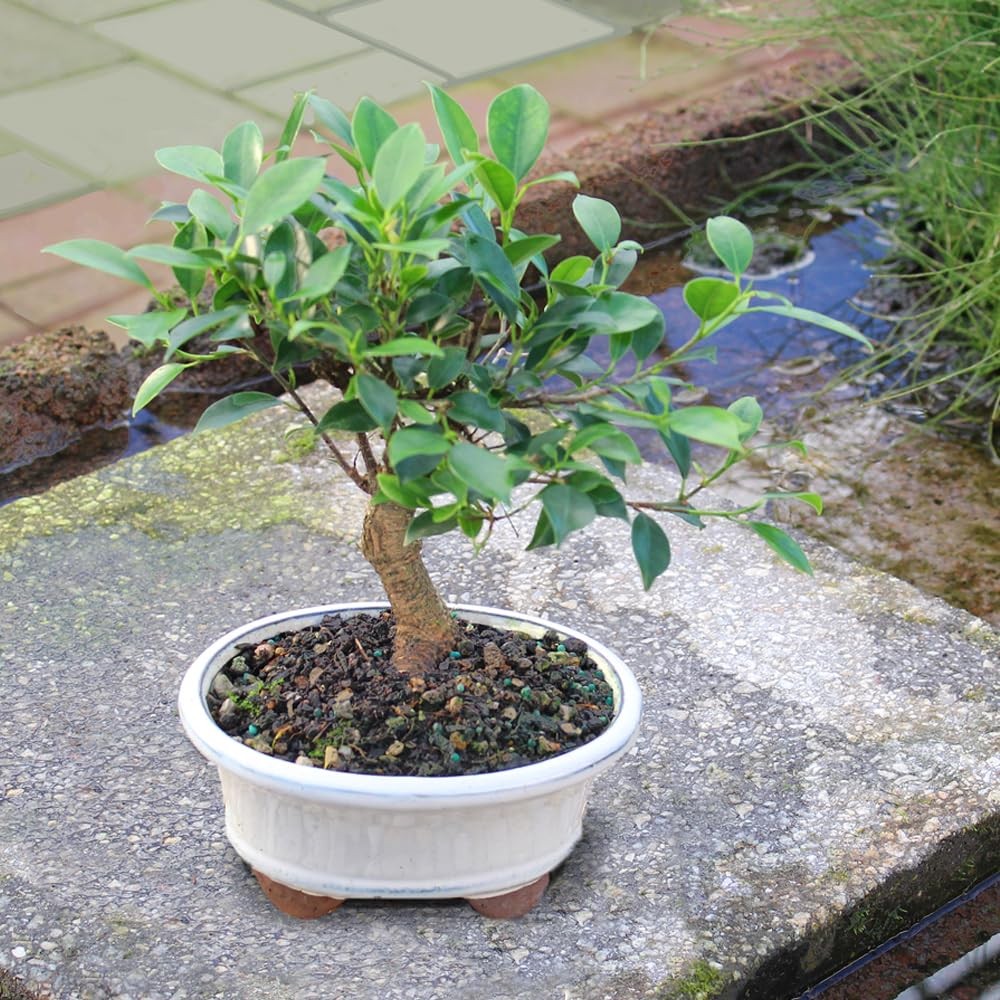 Brussel’s Bonsai – Live Golden Gate Ficus Tree in Ceramic 7in, Green