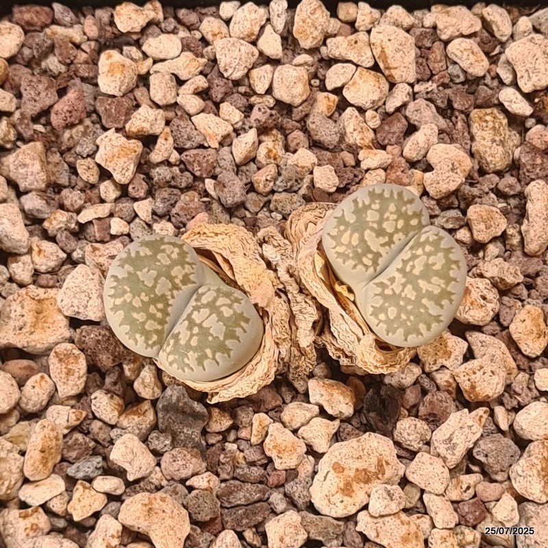D5548 LITHOPS SALICOLA MACULATE C86 pot10-H3,5-W4,5 cm MaMa Cactus