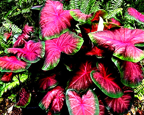 Royal Flash Caladium Bulbs for Planting -7 BULBS direct from Florida Plantation