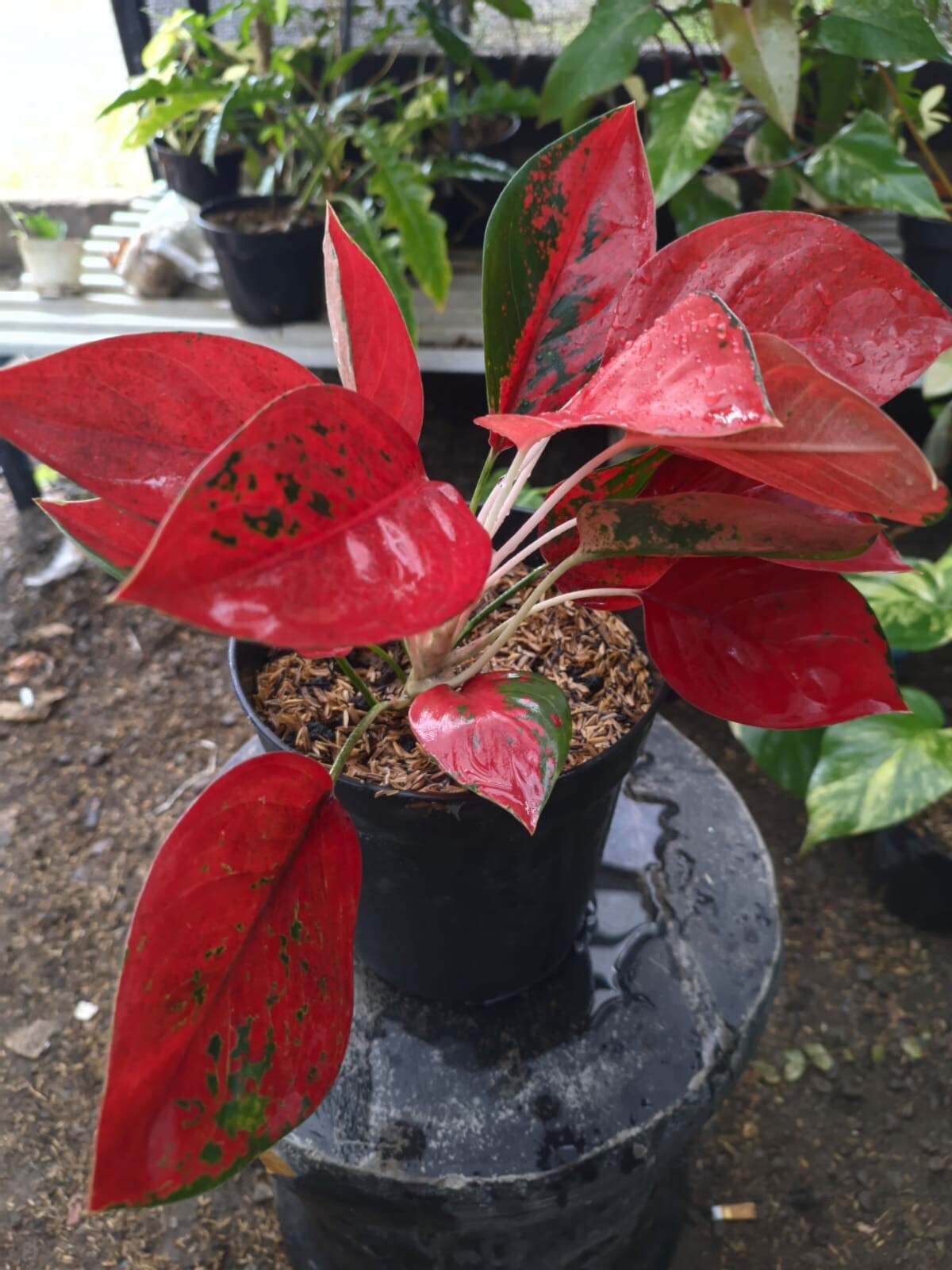 Real Pict Aglaonema Kochin Super Red Rare Plant