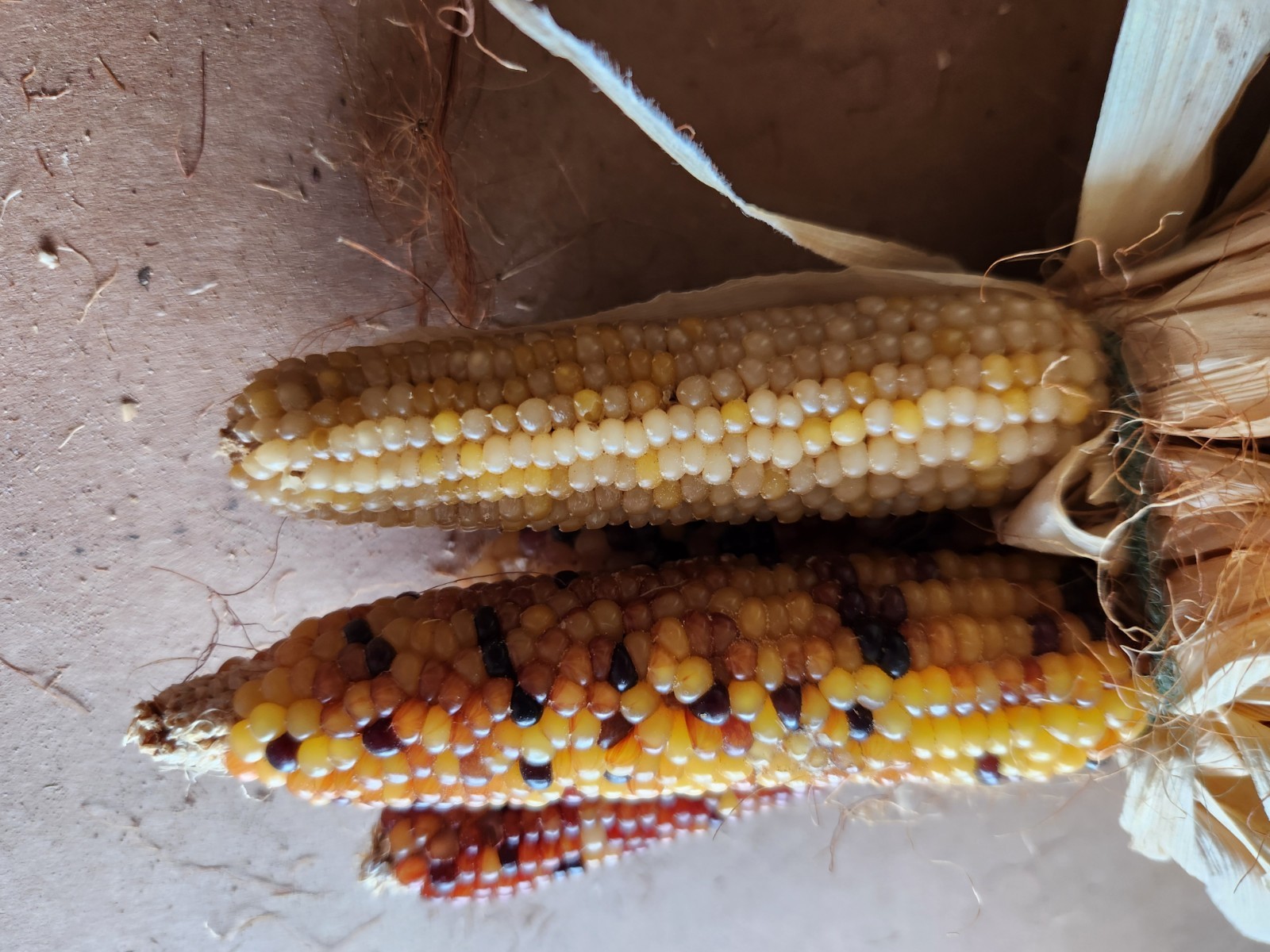 Mini Indian Corn, Approx 5″ Long – Thanksgiving, Fall, Decor, Small #5