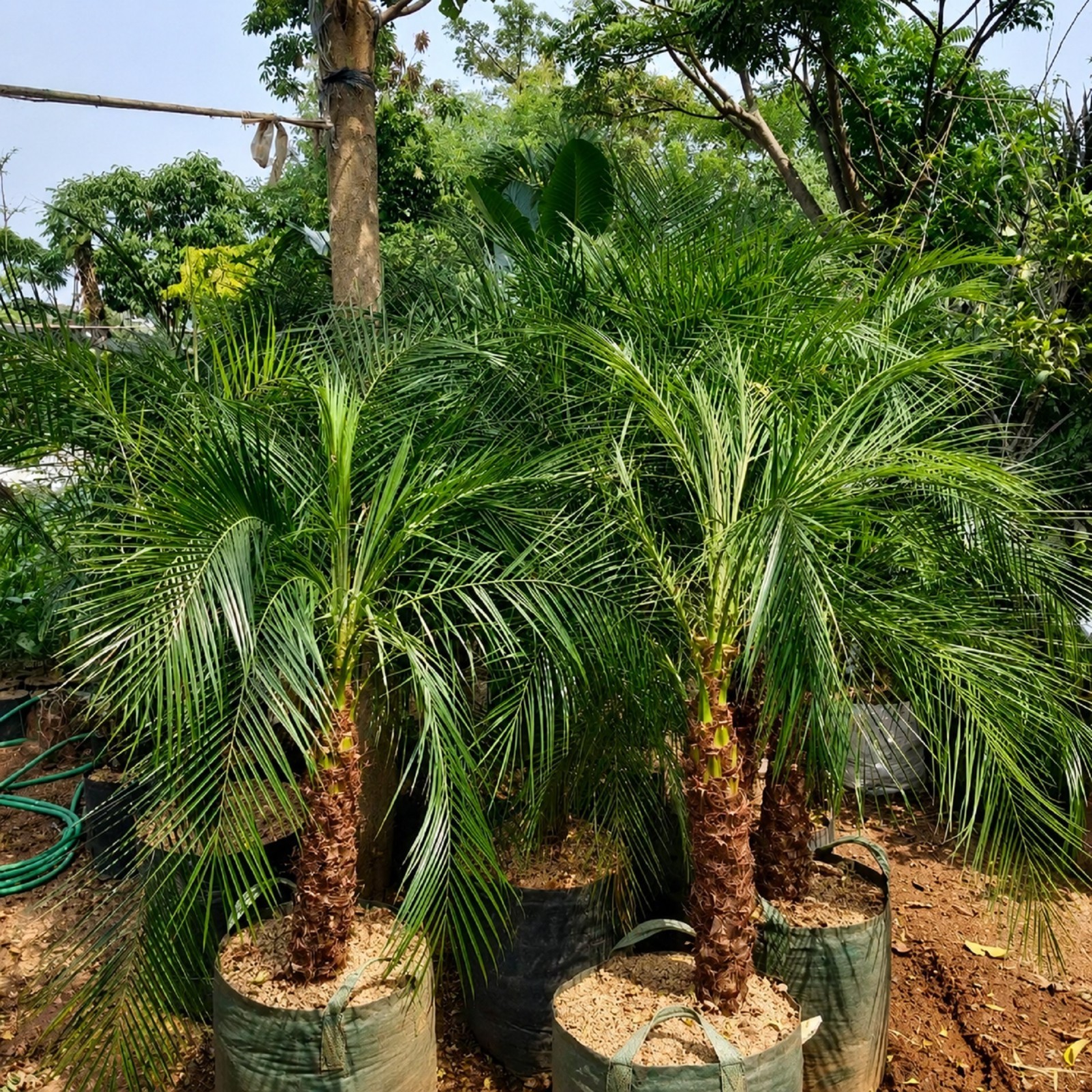 Phoenix Palm Live Plant Elegant Tropical Palm Grow in pot