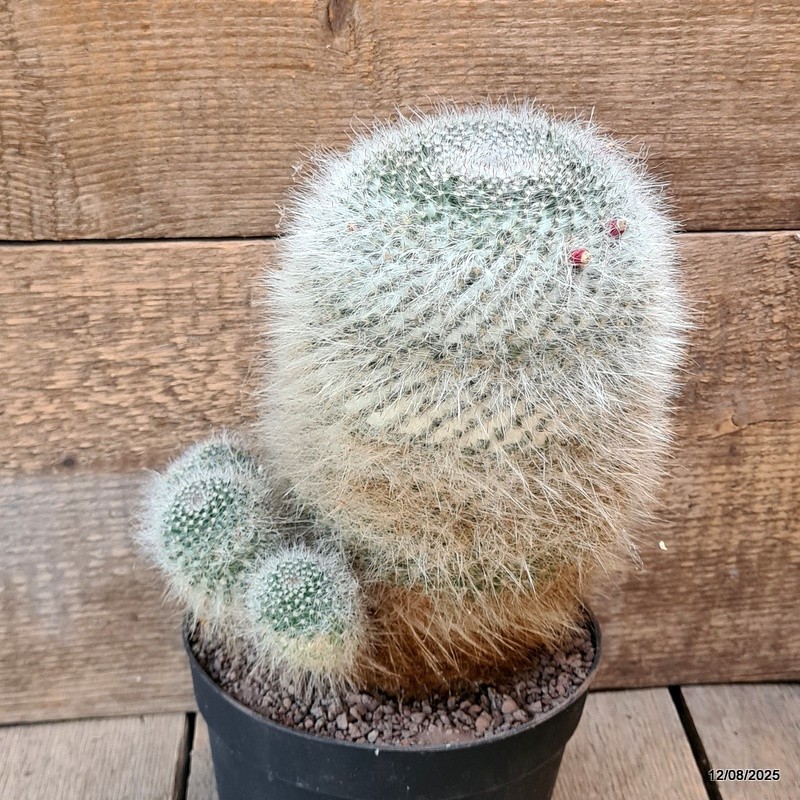 D5885 MAMMILLARIA HANIANA OLD pot18-H23-W24 cm MaMa Cactus