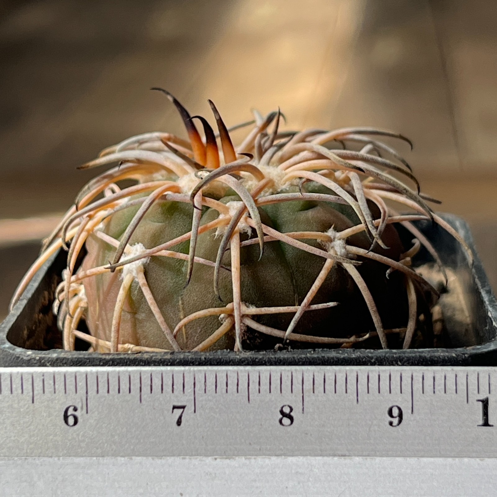 A45-1691 Gymnocalycium spegazzinii, bright powerful thorns, own root