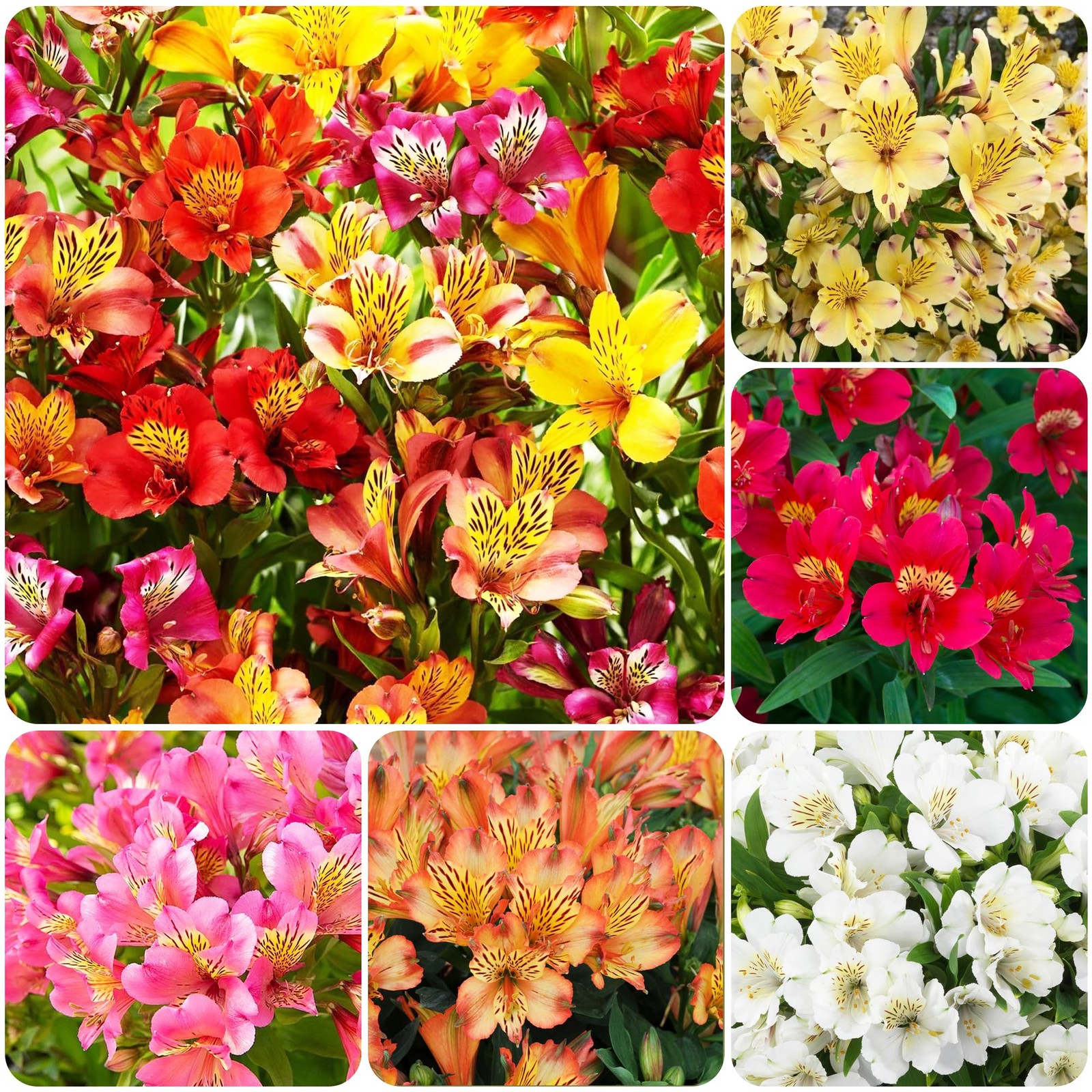 30+ Mixed Alstroemeria Seeds for Planting Outdoors-Perennial Peruvian