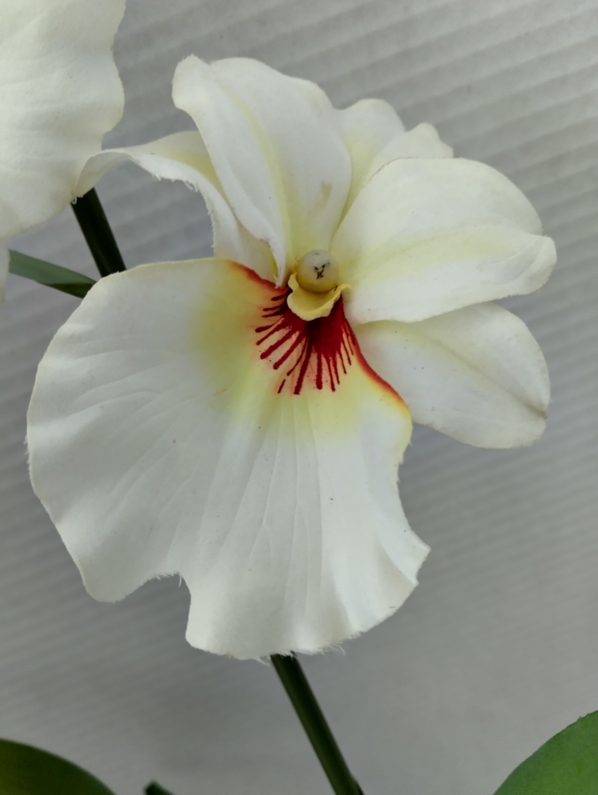 ARTIFICIAL miltoniopsis orchid plant