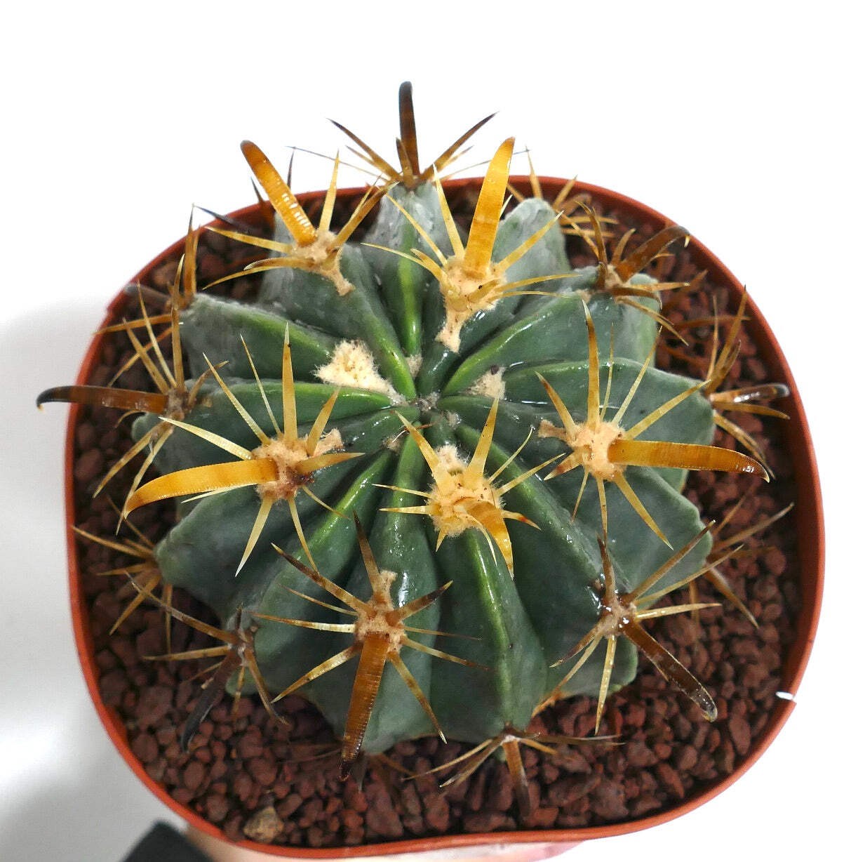 Ferocactus latispinus var. flavispinus STRONG SPINES – Devil’s tongue cactus | F