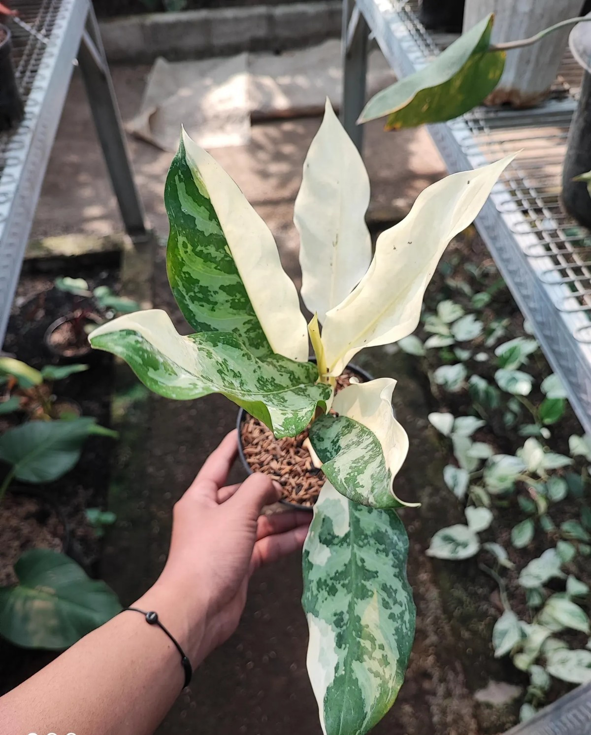 Aglaonema Comutatum Variegated Rare Plant