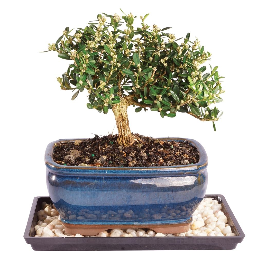 Brussel’s Live Harland Boxwood Outdoor Bonsai Tree – 4 Years Small, Green