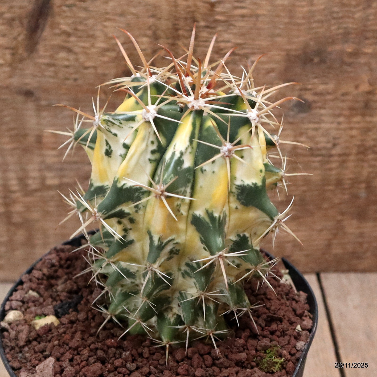 D7549 FEROCACTUS HYBRID VARIEGATED pot14-H13-W10 cm MaMa Cactus
