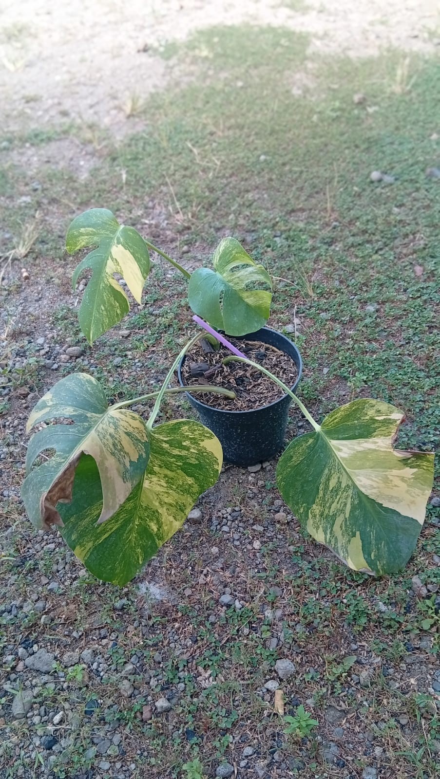 Real Picture Monstera Marmorata Threecolor Variegated 5 Leaves.