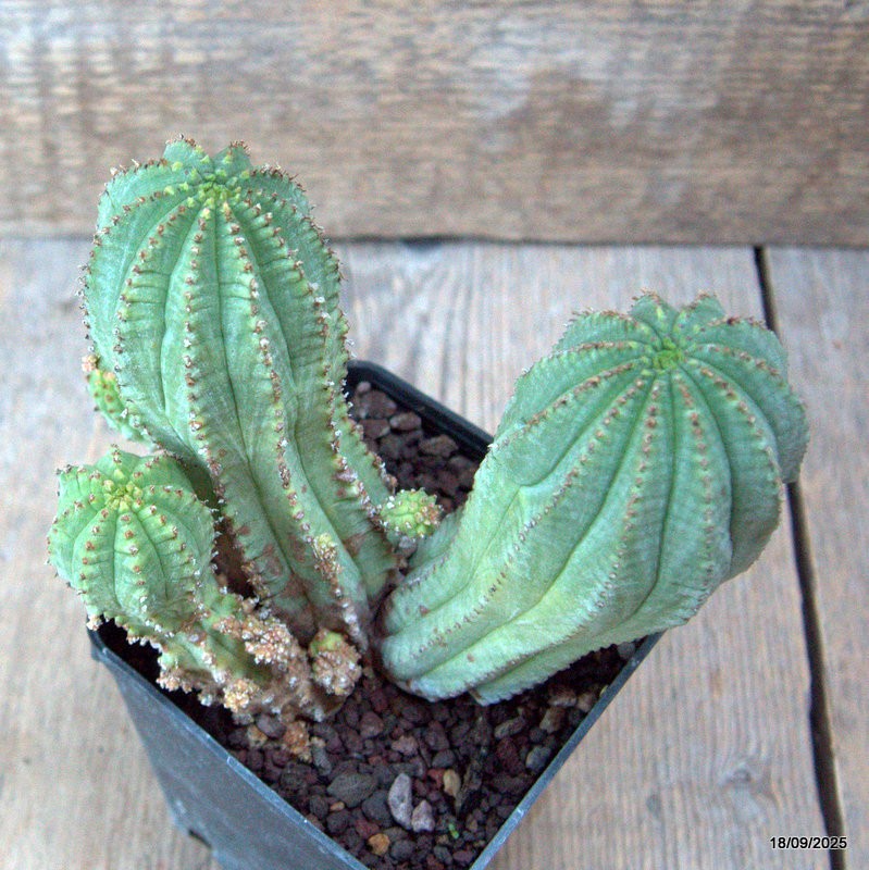D6492 EUPHORBIA INFAUSTA pot9-H13-W14 cm MaMa Cactus