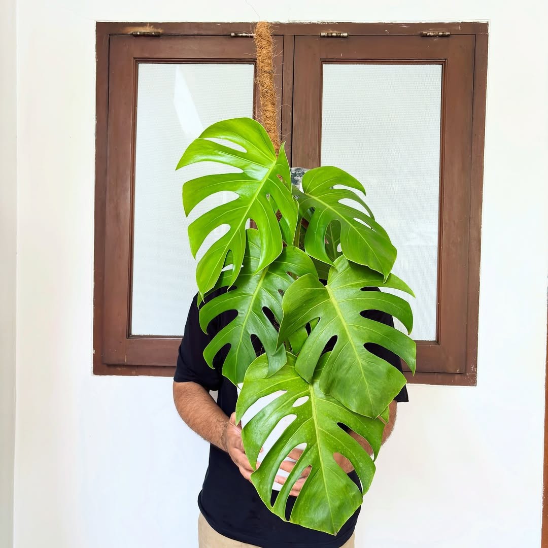 Monstera Borsigiana Green Beauty Real Picture Large Size