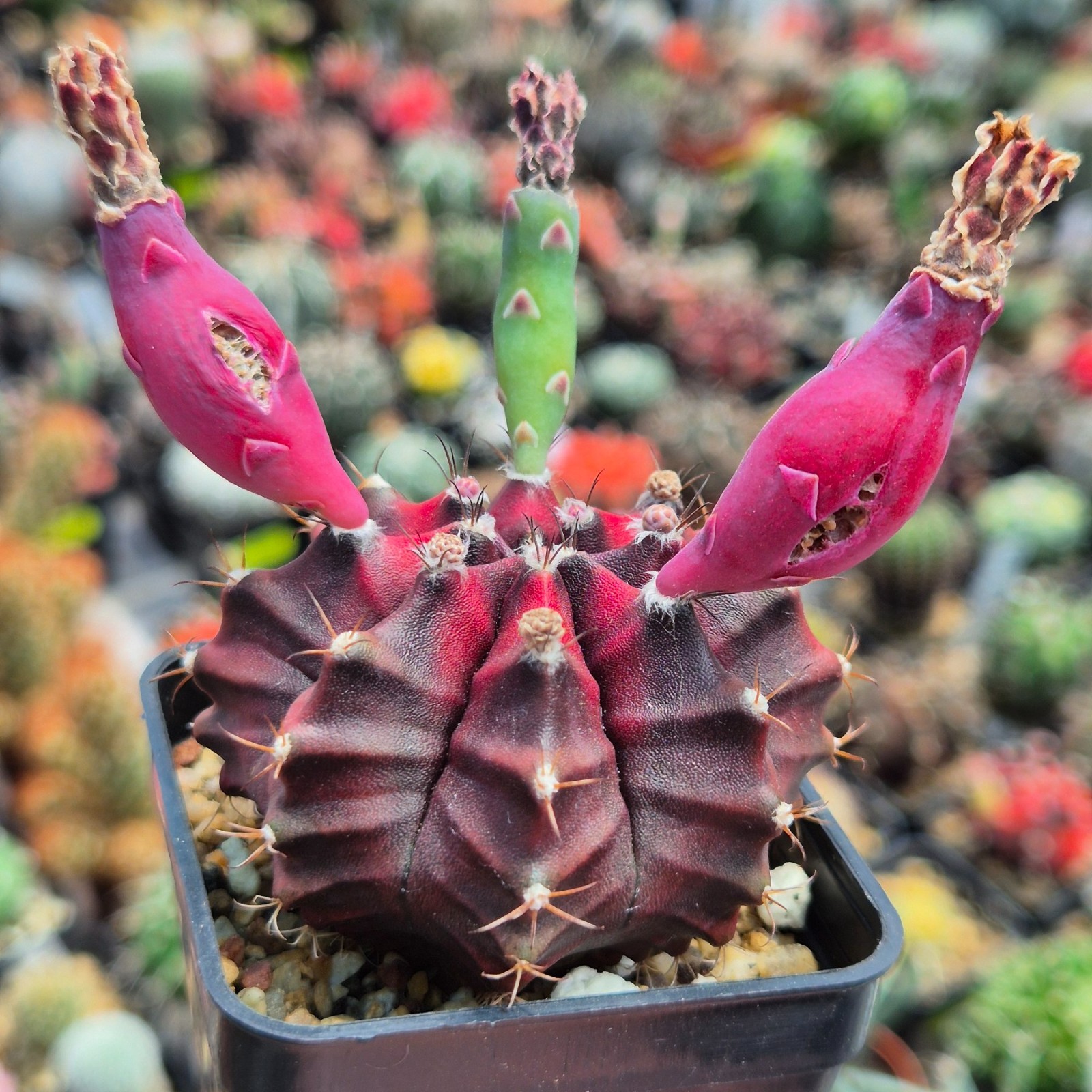 Gymnocalycium mihanovichii ‘Black Widow’ x ‘Day Dream’ 20seeds harvest 2025