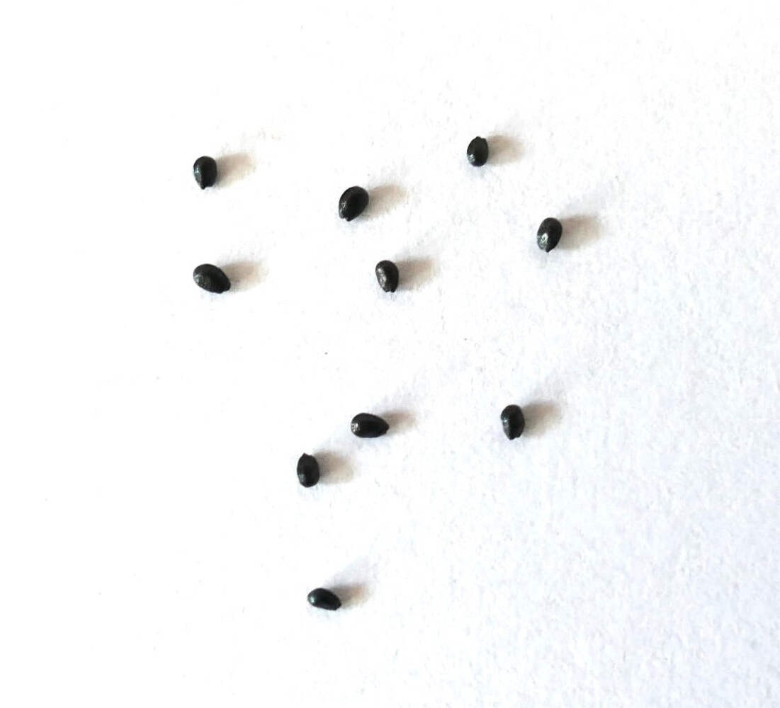 Cleistocactus strausii 10 SEEDS – Silver torch | Woolly torch