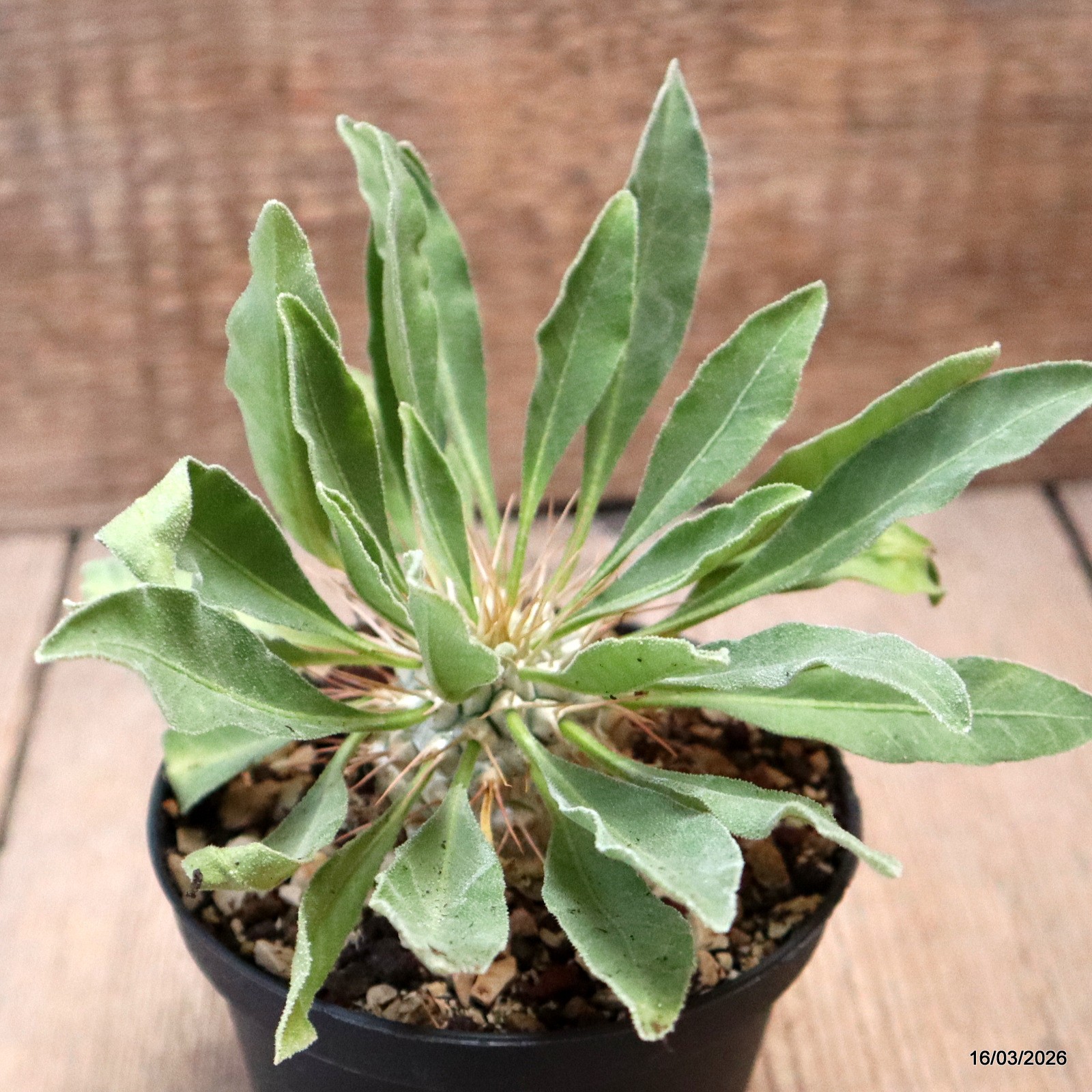 D8022 PACHYPODIUM NAMAQUANUM pot10-H4-W4 cm MaMa Cactus