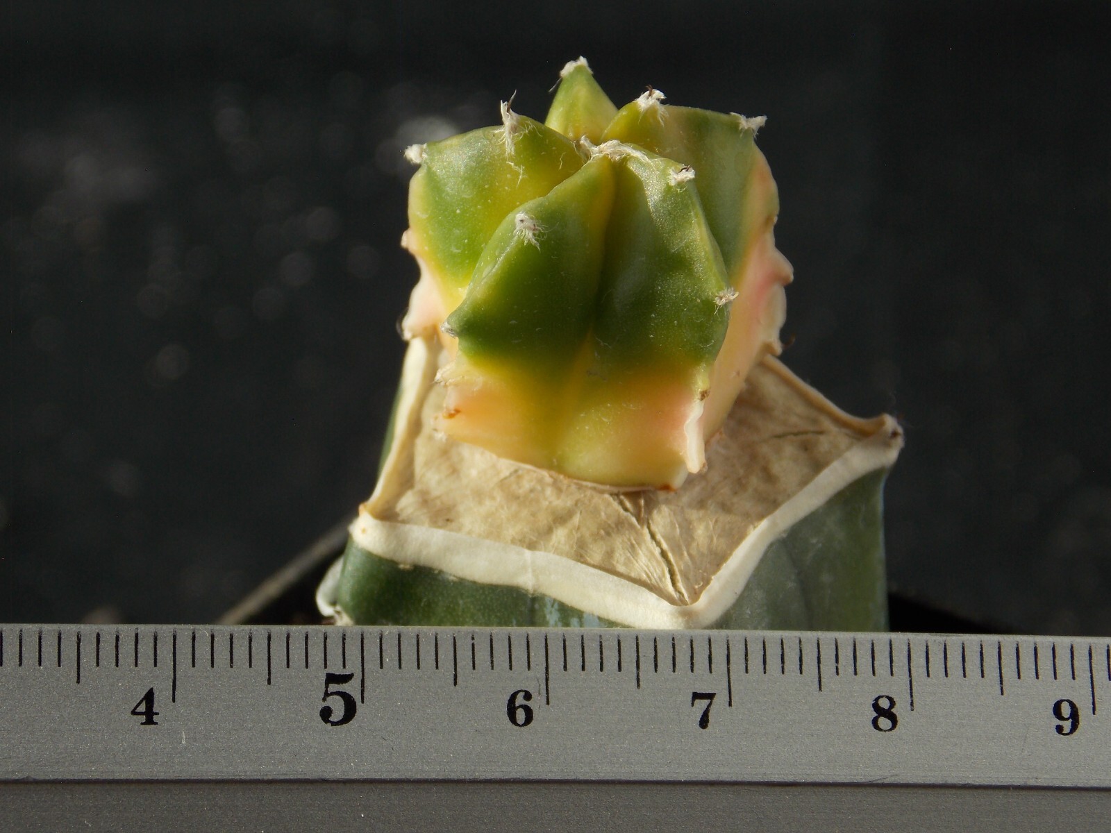 A5-1210. Astrophytum myriostigma f. variegata (Grafted)