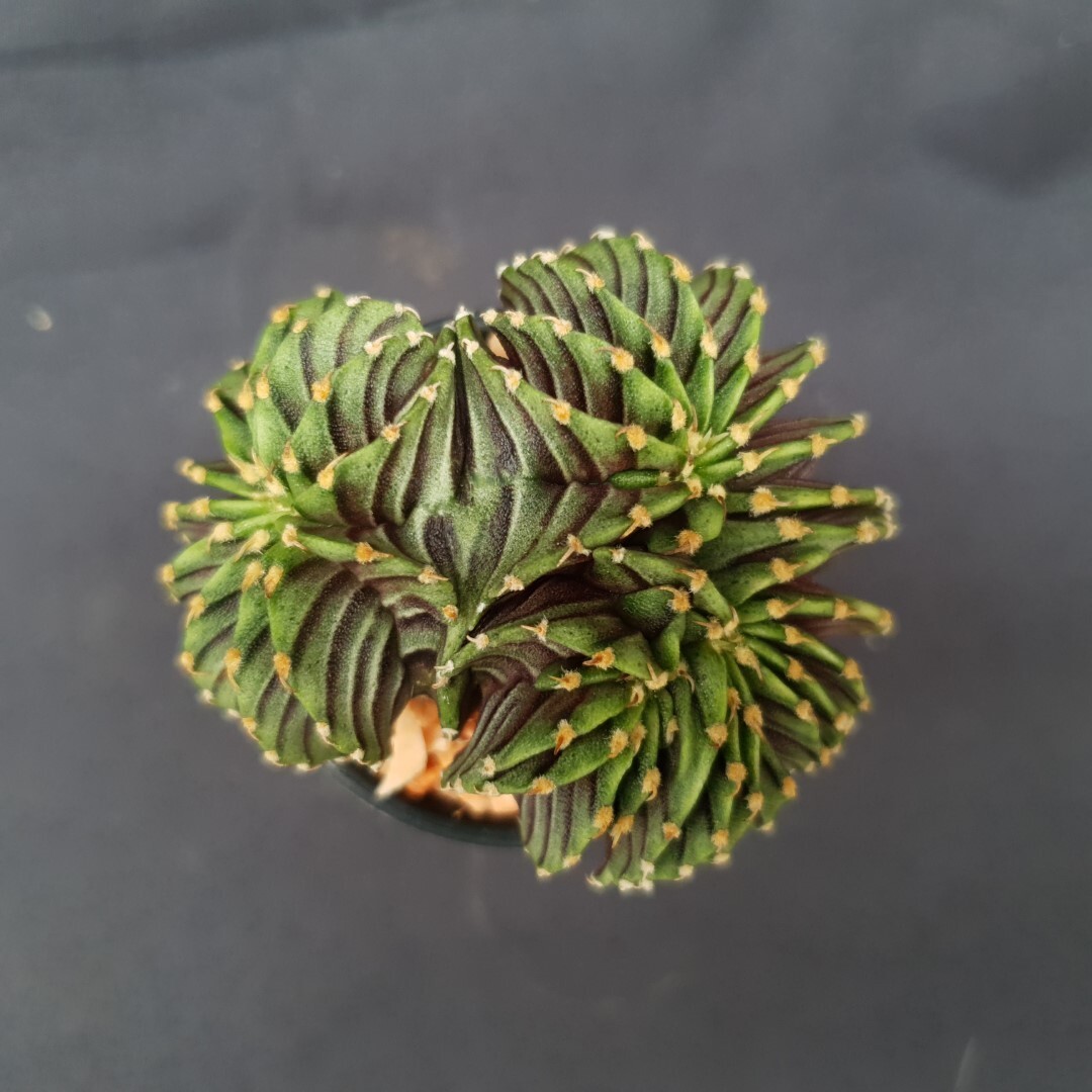 C03: Gymnocalycium ‘LB2178’ cristata