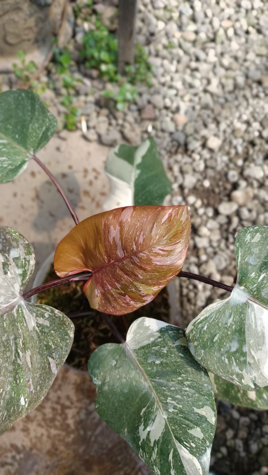 Real Picture Philodendron White Anderson Galaxy Marble Variegated Big Size