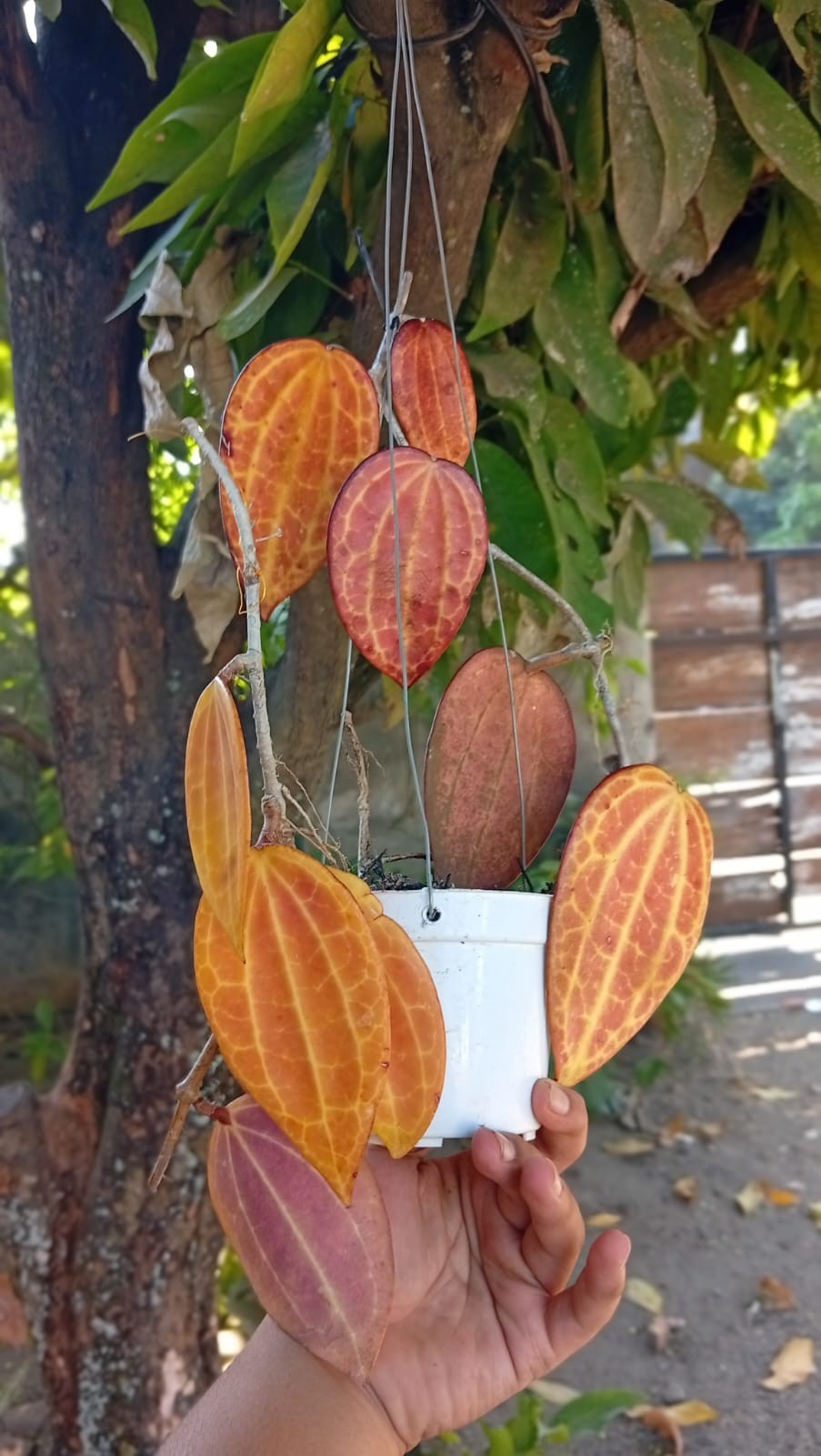 Real Picture Hoya Macrophylla Super Red Sp Borneo Rare Tropical Waxx Plant