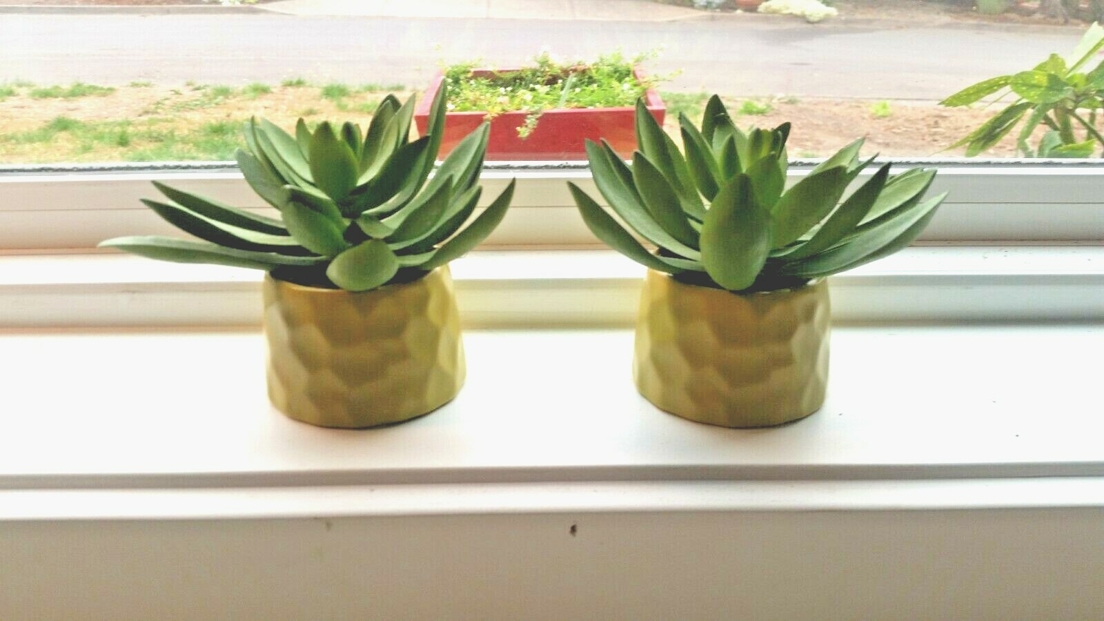 Chartreuse Threshold Tabletop Arrangements pottery succulent artificial plant ce