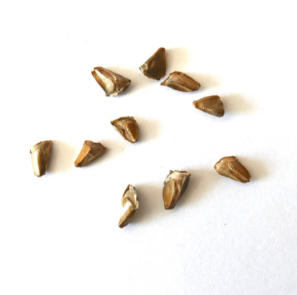 Abies fraseri SEEDS – Fraser Fir