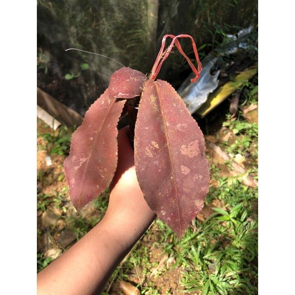 Hoya Undulata Red Rare Variegated, Real Picture, Aroid Houseplant